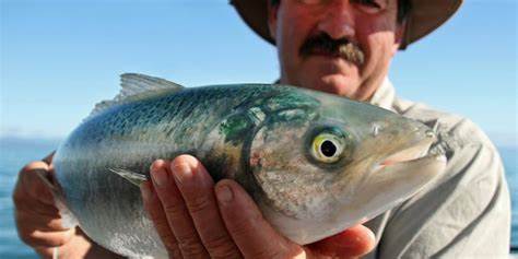 Drift Off Grid - Wildcat Fishing Charters