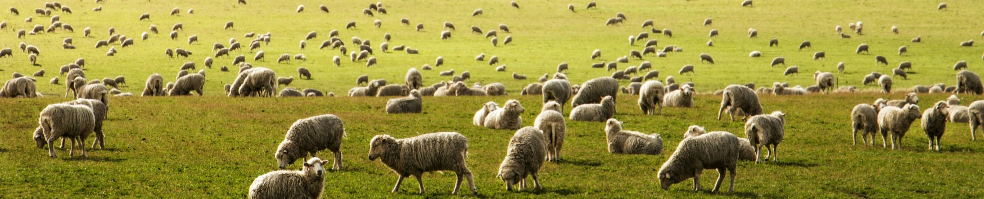 Drift Off Grid - Your Guide to the Best New Zealand Glamping – North Island Edition